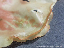 felicinia_marginata-lc3