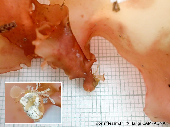 felicinia_marginata-lc4