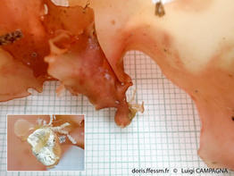 felicinia_marginata-lc4