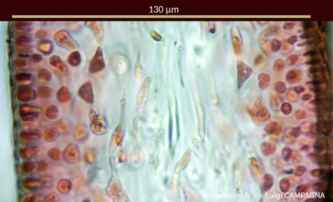 felicinia_marginata-lc5