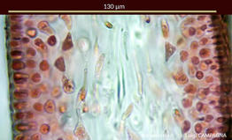 felicinia_marginata-lc5
