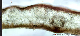 felicinia_marginata-lc7