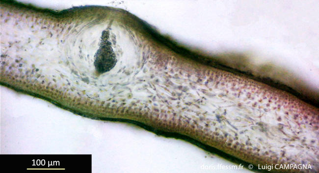 felicinia_marginata-lc8