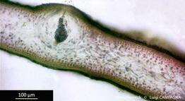 felicinia_marginata-lc8