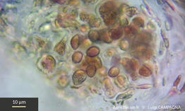felicinia_marginata-lc9