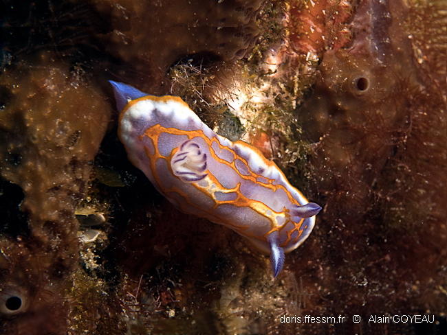 Felimida_binza-algo2024