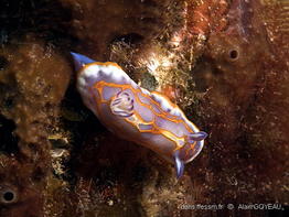 Felimida_binza-algo2024