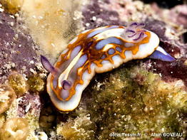 Felimida_clenchi-algo474