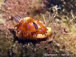 Felimida_clenchi-algo475