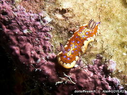 Felimida_clenchi-algo476