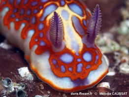 Felimida_clenchi--meca225