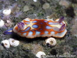 Felimida_clenchi--meca235