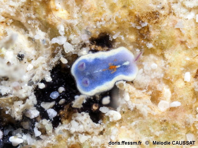 Felimida_clenchi--meca365