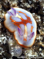 Felimida_clenchi--meca370