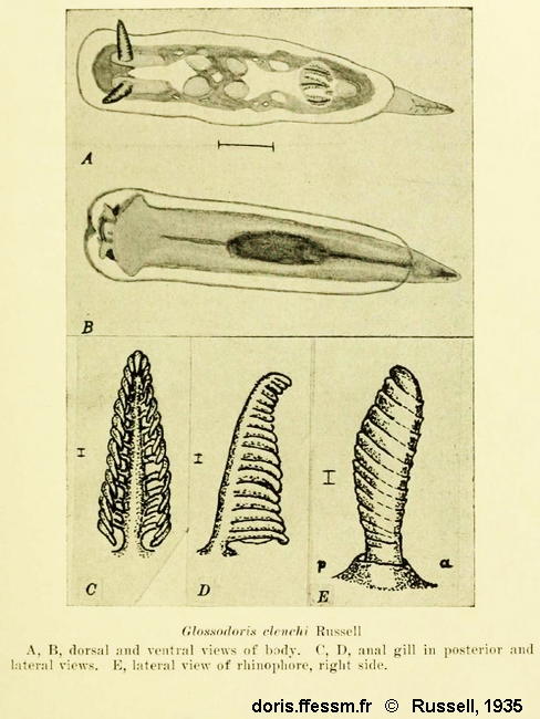 Felimida_clenchi-Russell1935