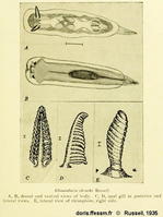 Felimida_clenchi-Russell1935