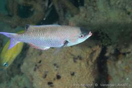 clepticus_parrae-vl3