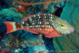 sparisoma_viride_vl1