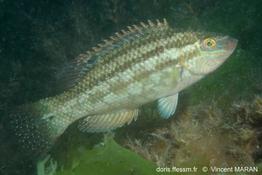 symphodus_bailloni_vm_45387