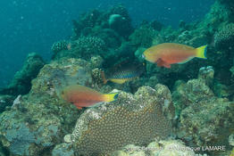 chlorurus_gibbus-vl1