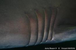 Carcharias_taurus_0974_1_naa_V_MARAN