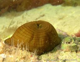 actinia_cari-fa1