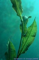 potamogeton_lucens-vla-01