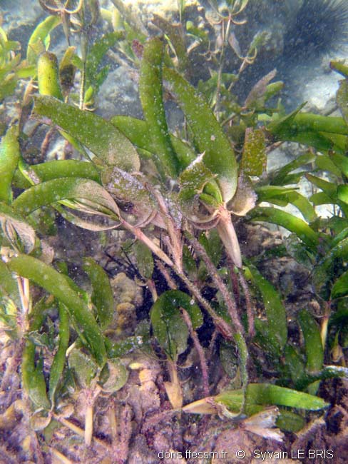 Herbe éventail