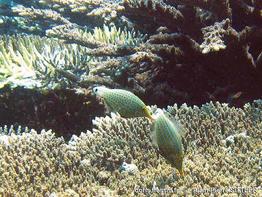 oxymonacanthus_longirostris-aps1