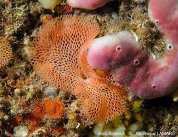 reteporella_mediterranea-vl2429