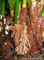 margaretta_cereoides-slb7b