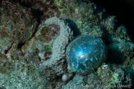 valonia_ventricosa-vl15