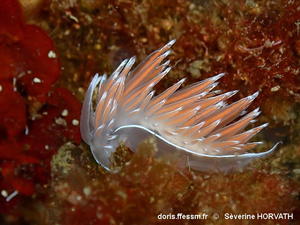 Fjordia_lineata-seho001