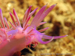 flabellina_affinis-aps229