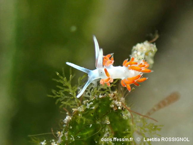 Flabellina_dushia-laro101