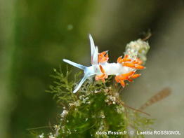 Flabellina_dushia-laro101