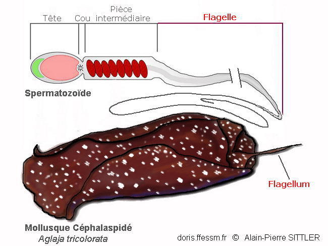 flagelle_flagellum_glossaire-apsittler01