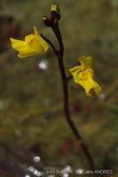 Utricularia_minor-CA-12