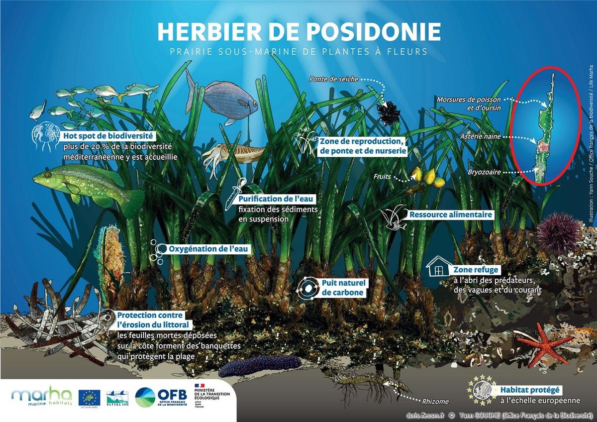 Fonctionnalités des écosystèmes des herbiers de posidonées
