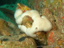 chondrosia_reniformis-fa5