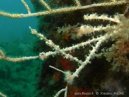 alcyonium_coralloides-fa11