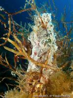 diplosoma_spongiforme-fa14