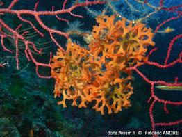pentapora-fascialis-fa66