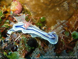 chromodoris_lochi-aps101