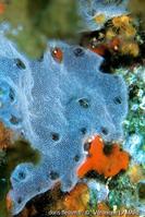diplosoma_spongiforme-vl1