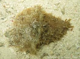 dolabella_auricularia-slb1