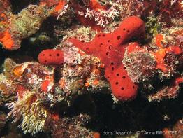 amphimedon_compressa_ap1