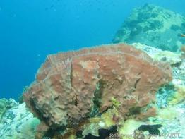 callyspongia_vaginalis-apr14