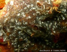 diplosoma_spongiforme-fa16