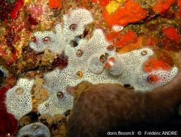 diplosoma_spongiforme-fa1c
